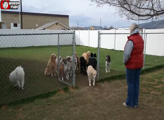 Video :A canine that won't leave its cage